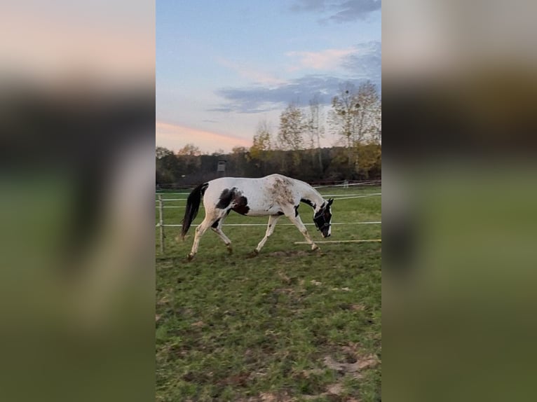 Más caballos de pura sangre Yegua 5 años 162 cm Pío in Lubn&#xF3;w