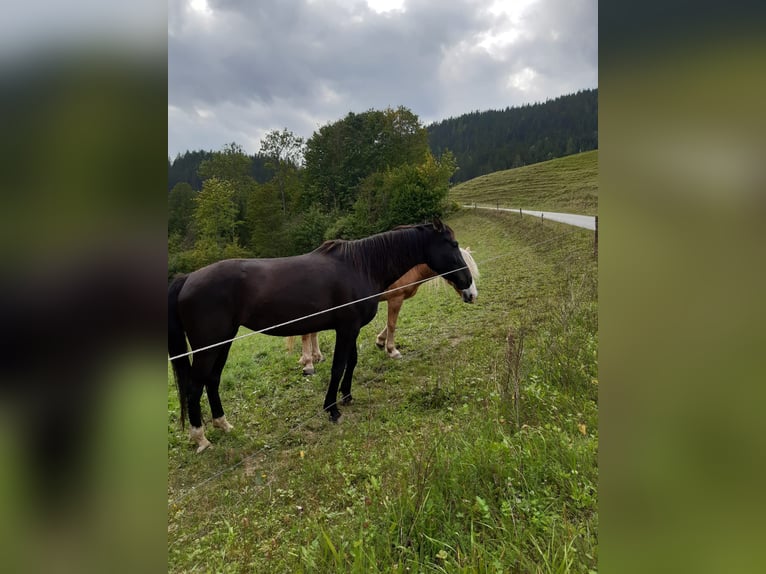 Más caballos de pura sangre Mestizo Yegua 5 años 165 cm Castaño oscuro in Drosendorf Altstadt