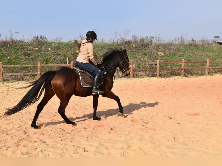 Más caballos de pura sangre Yegua 6 años 162 cm  in Wegeleben
