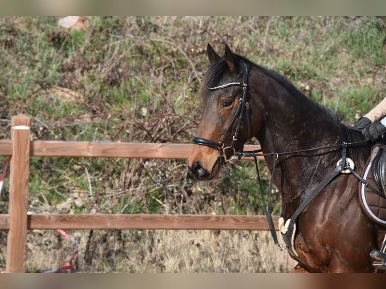 Más caballos de pura sangre Yegua 6 años 162 cm  in Wegeleben