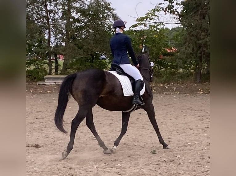 Más caballos de pura sangre Yegua 6 años 162 cm Castaño in Oebisfelde