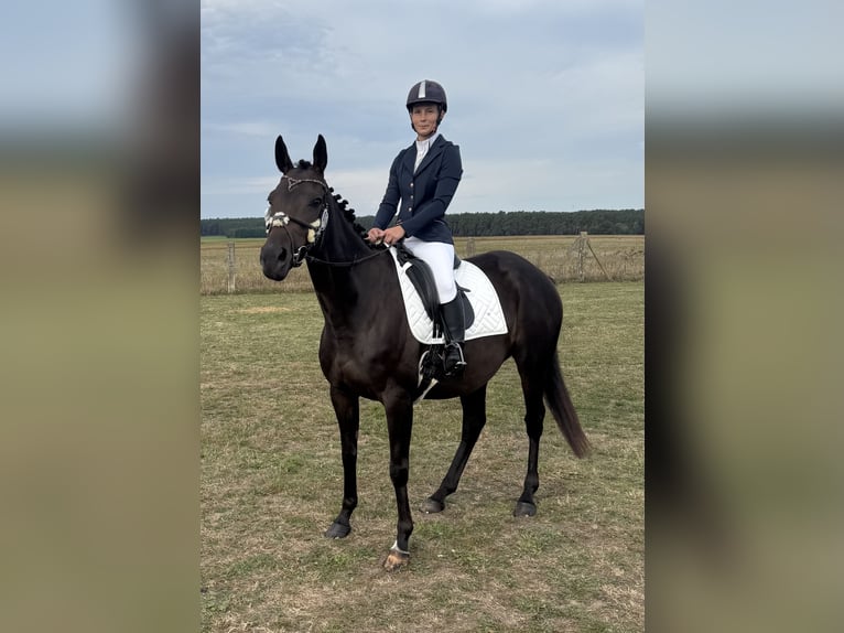 Más caballos de pura sangre Yegua 6 años 162 cm Castaño in Oebisfelde