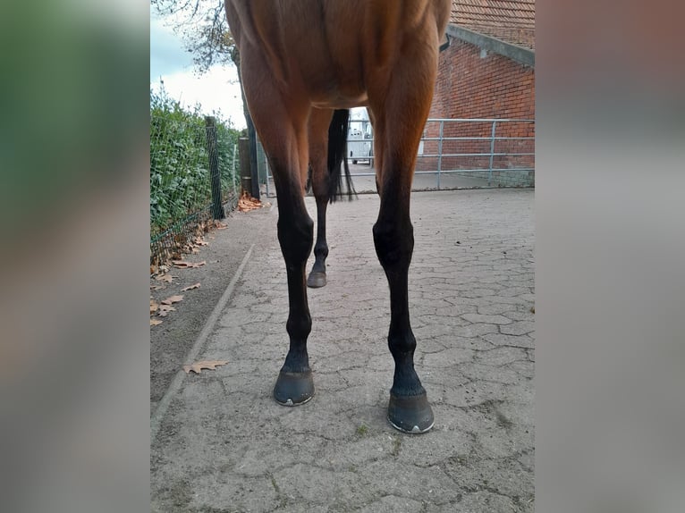 Más caballos de pura sangre Yegua 6 años 163 cm in Bremen