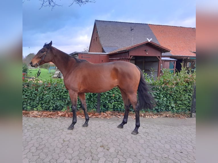 Más caballos de pura sangre Yegua 6 años 163 cm in Bremen