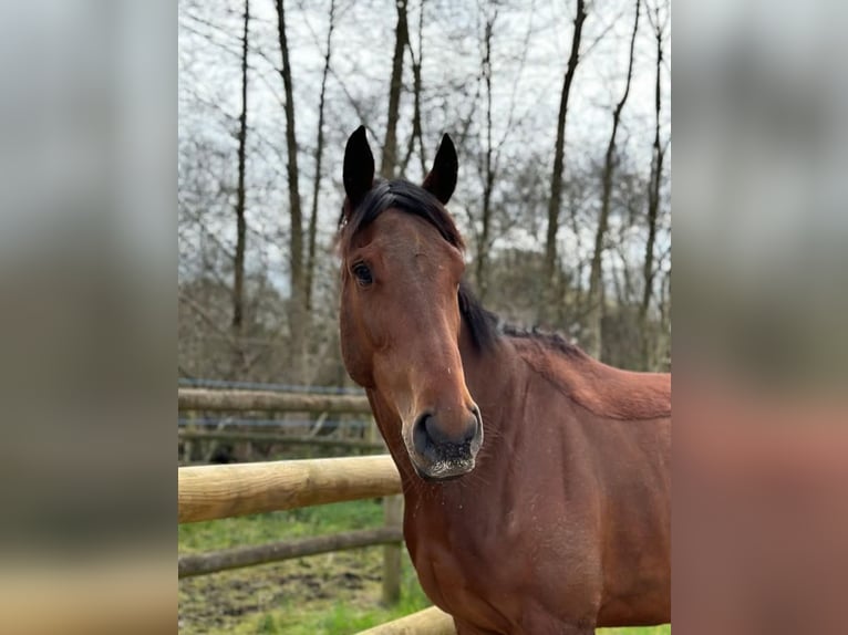 Más caballos de pura sangre Yegua 6 años 164 cm Castaño in Chaumes En Brie