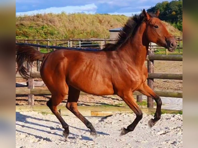 Más caballos de pura sangre Yegua 6 años 164 cm Castaño in Chaumes En Brie