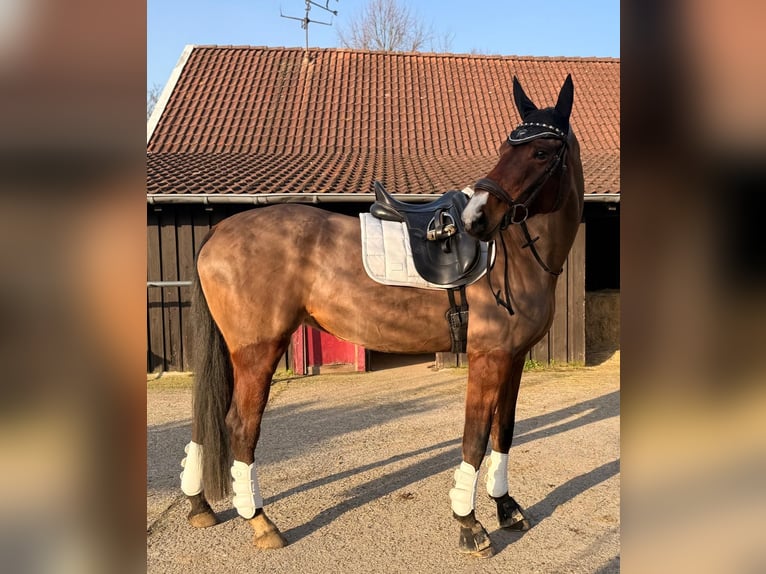 Más caballos de pura sangre Yegua 6 años 165 cm Castaño in Wesel