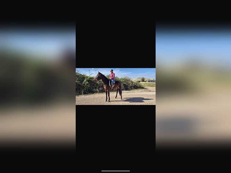 Más caballos de pura sangre Yegua 6 años 169 cm Castaño oscuro in Berlin