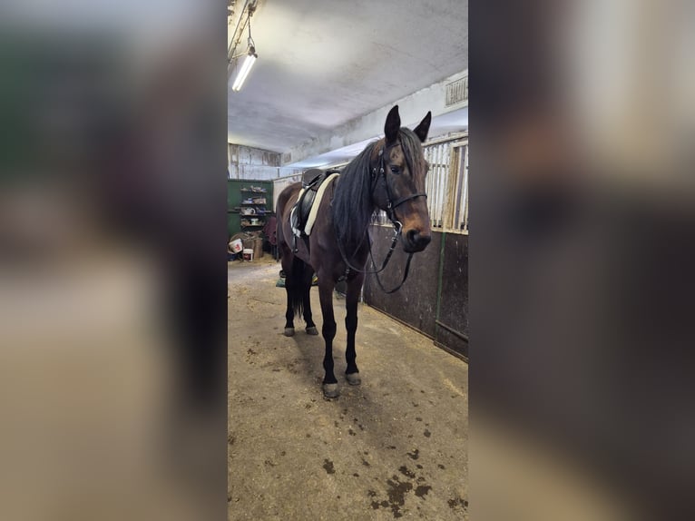 Más caballos de pura sangre Yegua 6 años 169 cm Castaño oscuro in Berlin