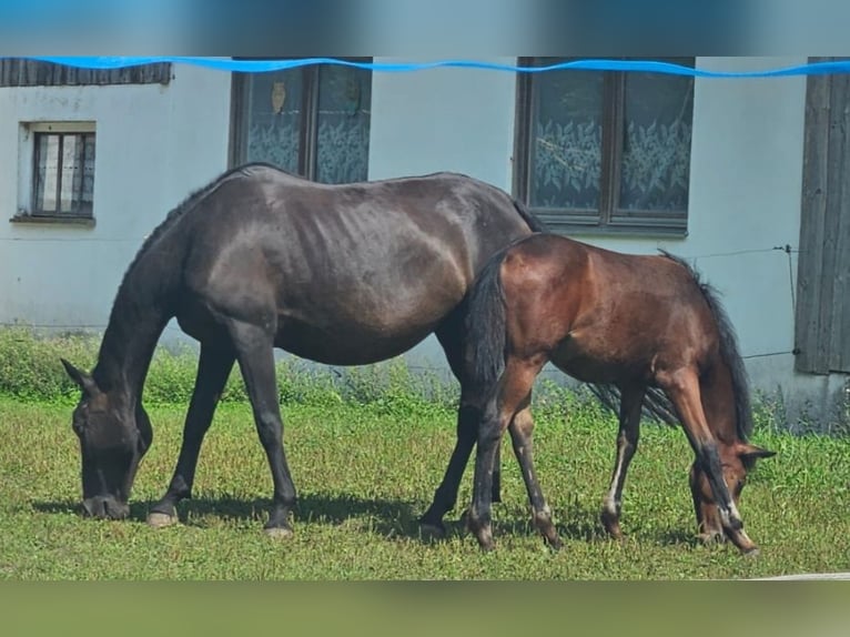Más caballos de pura sangre Mestizo Yegua 7 años 153 cm Morcillo in Osterhofen