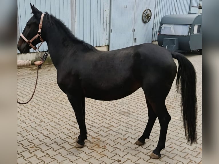 Más caballos de pura sangre Mestizo Yegua 7 años 153 cm Morcillo in Osterhofen