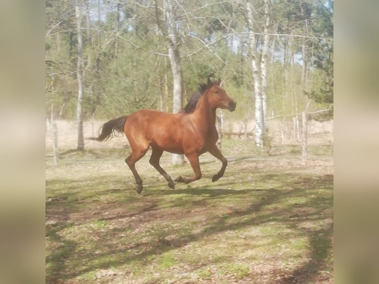 Más caballos de pura sangre Yegua 7 años 156 cm Castaño rojizo in Monc&#xE9;-en-Belin