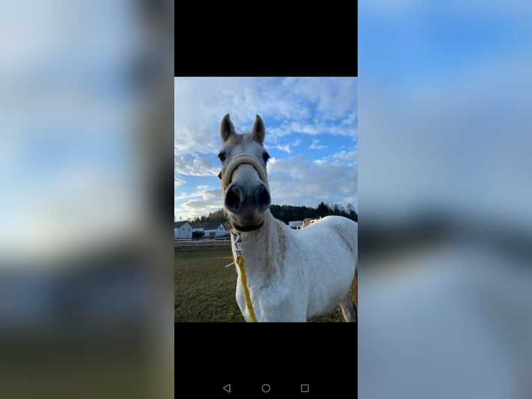 Más caballos de pura sangre Mestizo Yegua 7 años 160 cm in Nassau