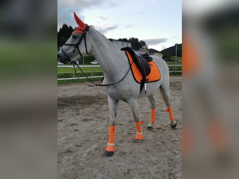 Más caballos de pura sangre Mestizo Yegua 7 años 160 cm in Nassau