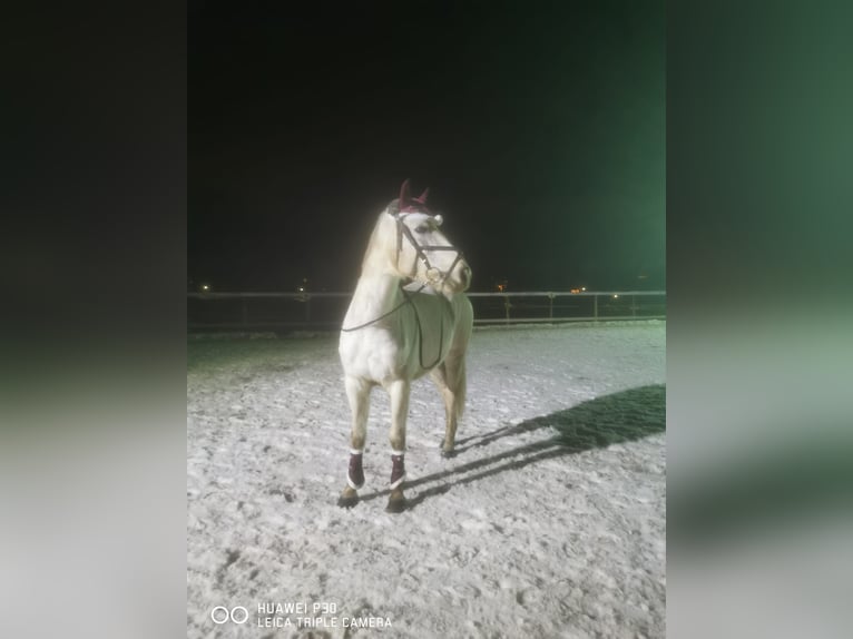 Más caballos de pura sangre Mestizo Yegua 7 años 160 cm in Nassau