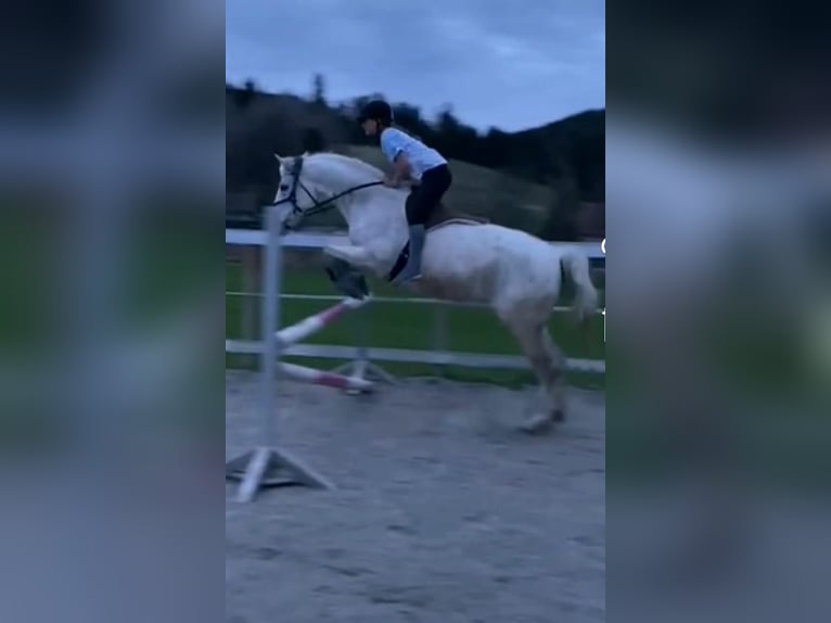 Más caballos de pura sangre Mestizo Yegua 7 años 160 cm in Nassau