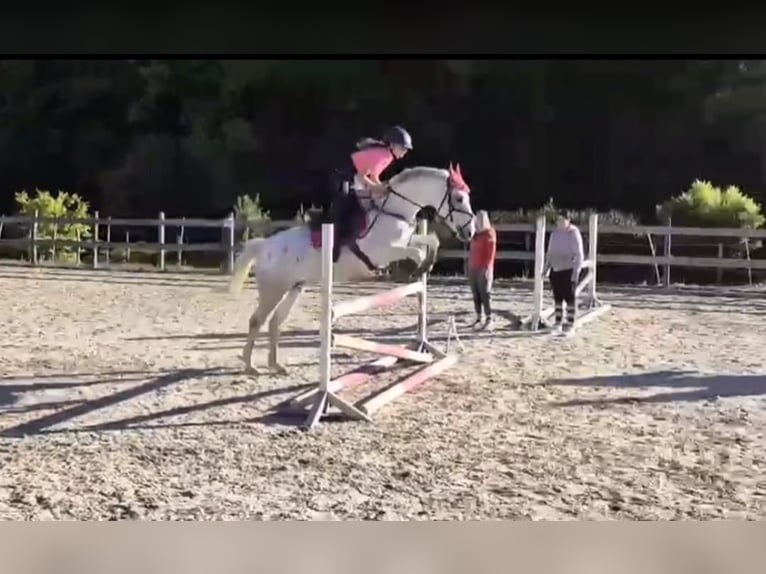 Más caballos de pura sangre Mestizo Yegua 7 años 160 cm in Nassau