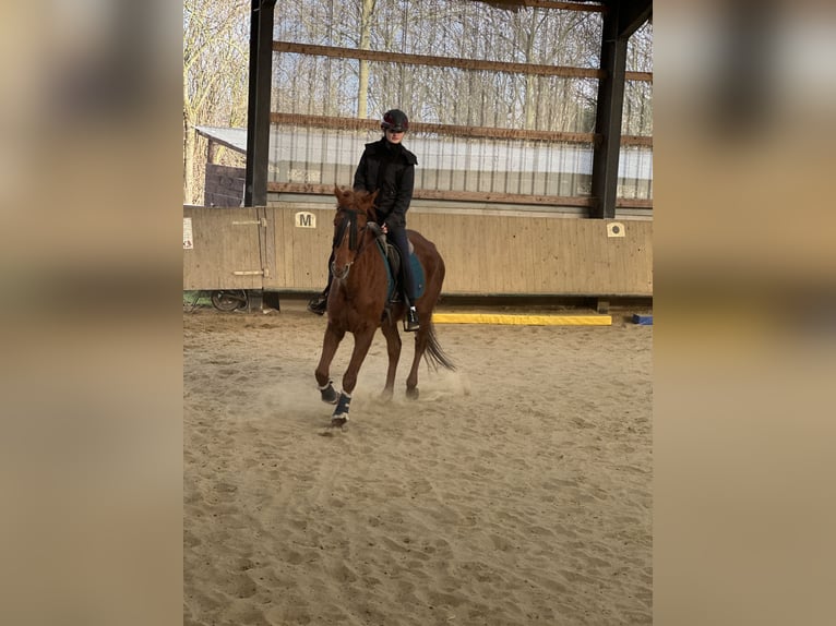 Más caballos de pura sangre Yegua 7 años 160 cm Tordo picazo in Issum