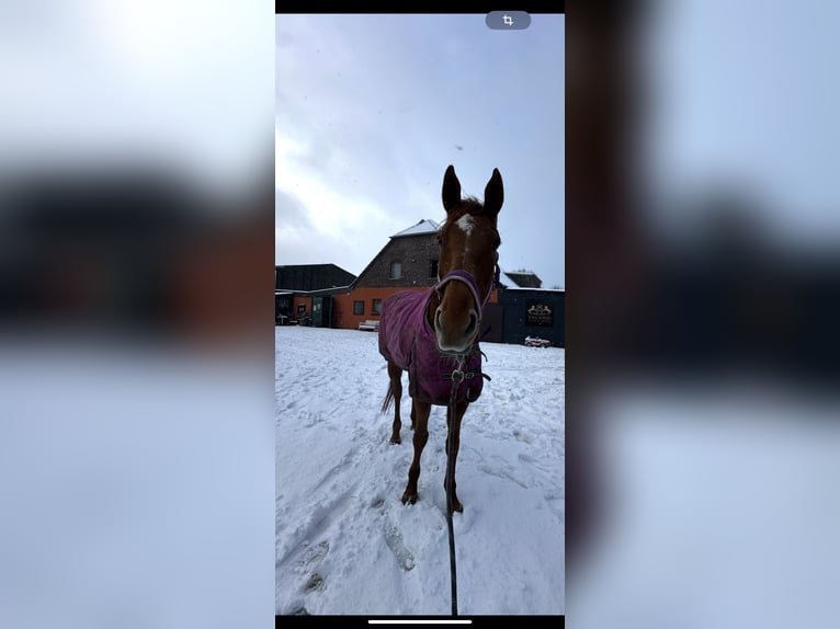 Más caballos de pura sangre Yegua 7 años 160 cm Tordo picazo in Issum