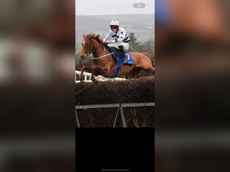 Más caballos de pura sangre Yegua 7 años 160 cm Tordo picazo in Issum