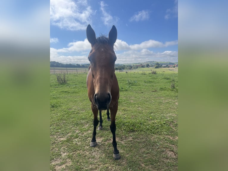 Más caballos de pura sangre Yegua 7 años 167 cm Castaño oscuro in Deining
