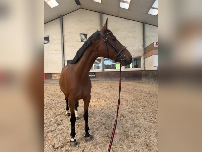 Más caballos de pura sangre Yegua 7 años 170 cm Castaño in Kleinblittersdorf