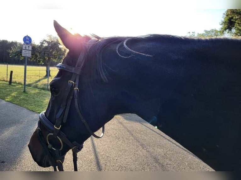 Más caballos de pura sangre Yegua 8 años 155 cm Morcillo in Spreenhagen
