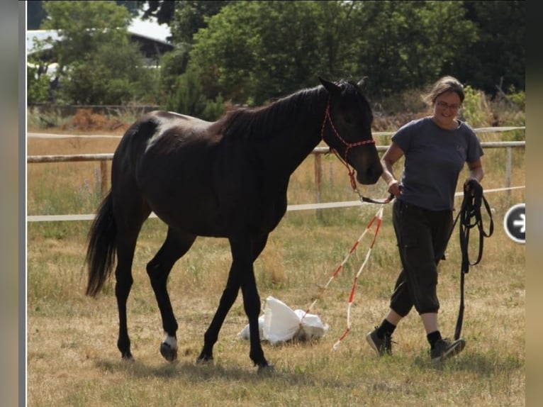 Más caballos de pura sangre Yegua 8 años 155 cm Morcillo in Spreenhagen