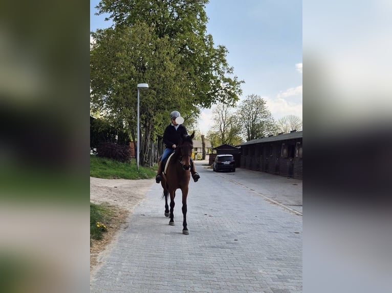 Más caballos de pura sangre Yegua 8 años 161 cm Castaño claro in Berlin