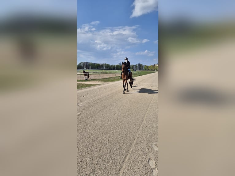 Más caballos de pura sangre Yegua 8 años 161 cm Castaño claro in Berlin