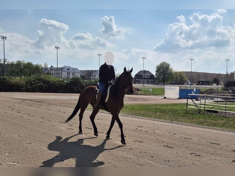 Más caballos de pura sangre Yegua 8 años 161 cm Castaño claro in Berlin