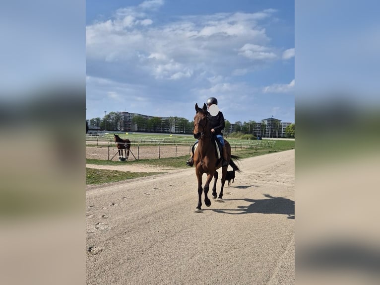 Más caballos de pura sangre Yegua 8 años 161 cm Castaño claro in Berlin