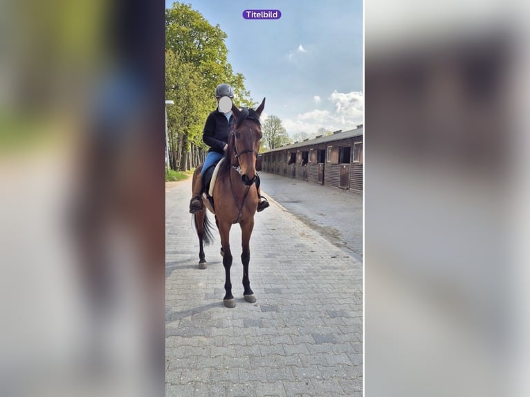 Más caballos de pura sangre Yegua 8 años 161 cm Castaño claro in Berlin