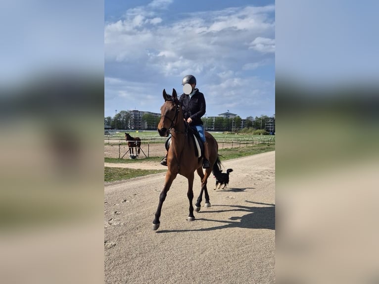 Más caballos de pura sangre Yegua 8 años 161 cm Castaño claro in Berlin