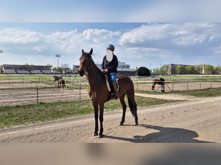 Más caballos de pura sangre Yegua 8 años 161 cm Castaño claro in Berlin