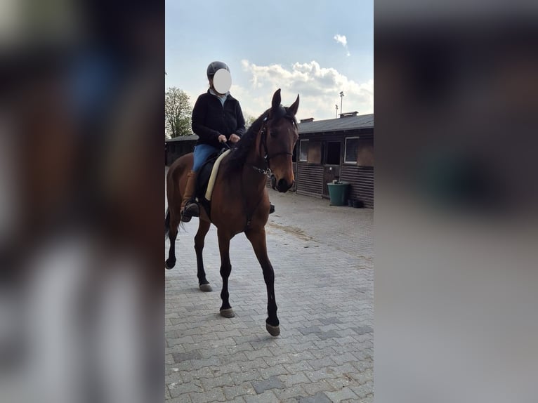 Más caballos de pura sangre Yegua 8 años 161 cm Castaño claro in Berlin