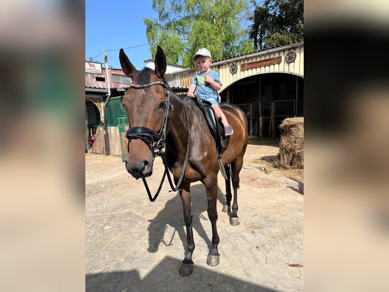 Más caballos de pura sangre Yegua 8 años 163 cm Castaño in Königsbach-Stein