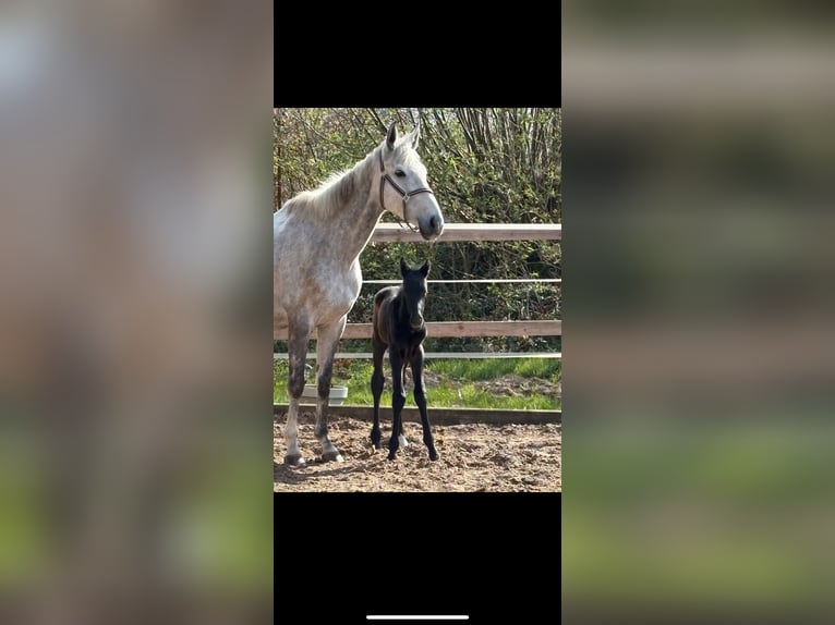 Más caballos de pura sangre Yegua 8 años 163 cm Tordo in Kollow