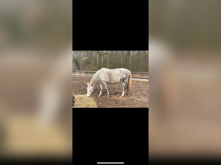 Más caballos de pura sangre Yegua 8 años 163 cm Tordo in Kollow