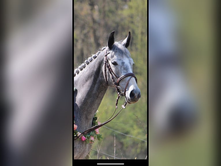 Más caballos de pura sangre Yegua 8 años 163 cm Tordo in Kollow