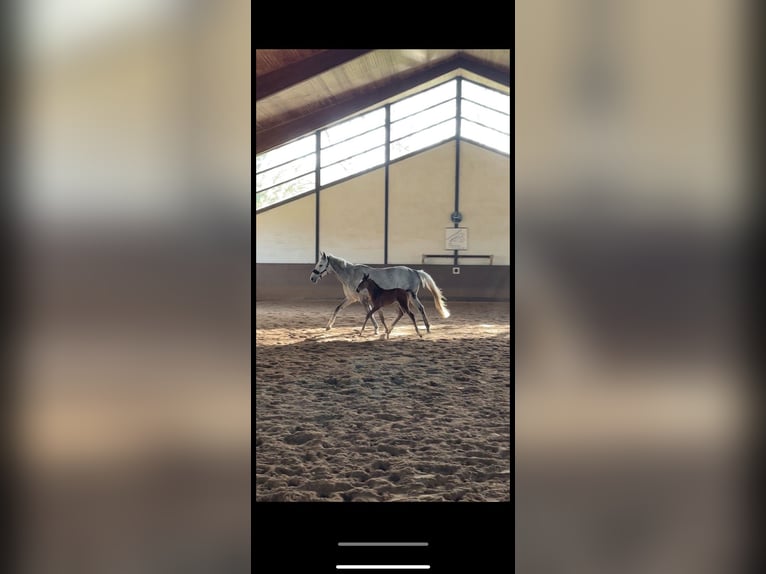 Más caballos de pura sangre Yegua 8 años 163 cm Tordo in Kollow