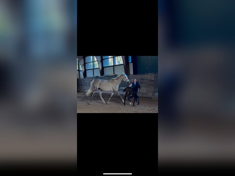 Más caballos de pura sangre Yegua 8 años 163 cm Tordo in Kollow
