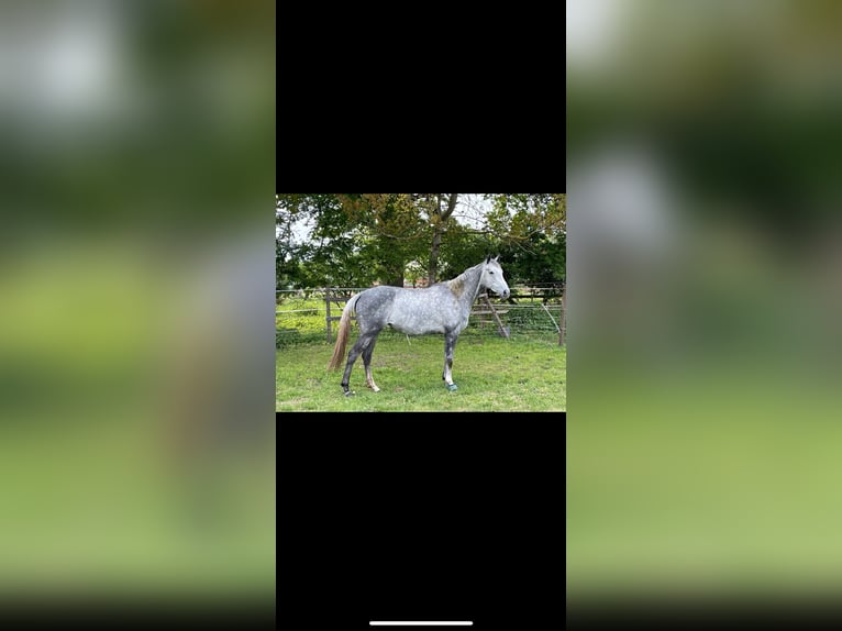 Más caballos de pura sangre Yegua 8 años 163 cm Tordo in Kollow