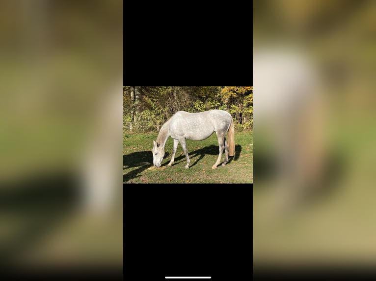 Más caballos de pura sangre Yegua 8 años 163 cm Tordo in Kollow