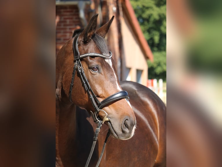 Más caballos de pura sangre Yegua 8 años 164 cm Castaño in Glandorf