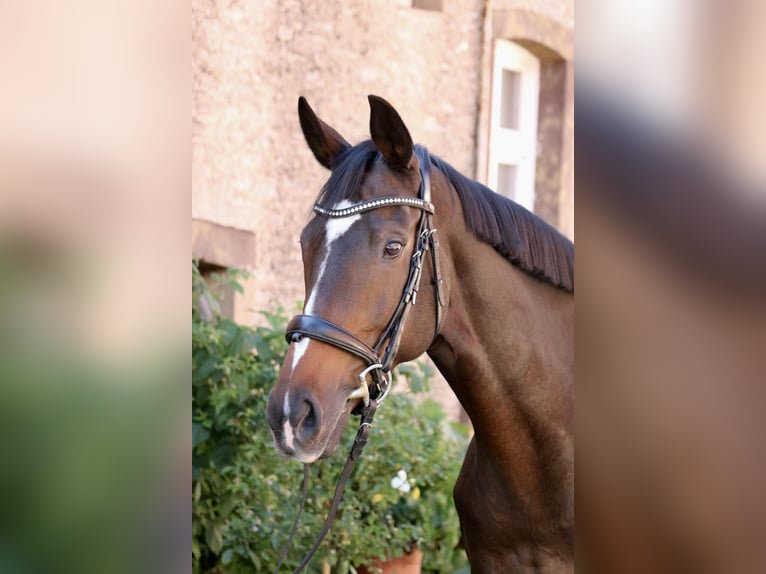 Más caballos de pura sangre Yegua 8 años 164 cm Castaño in Glandorf