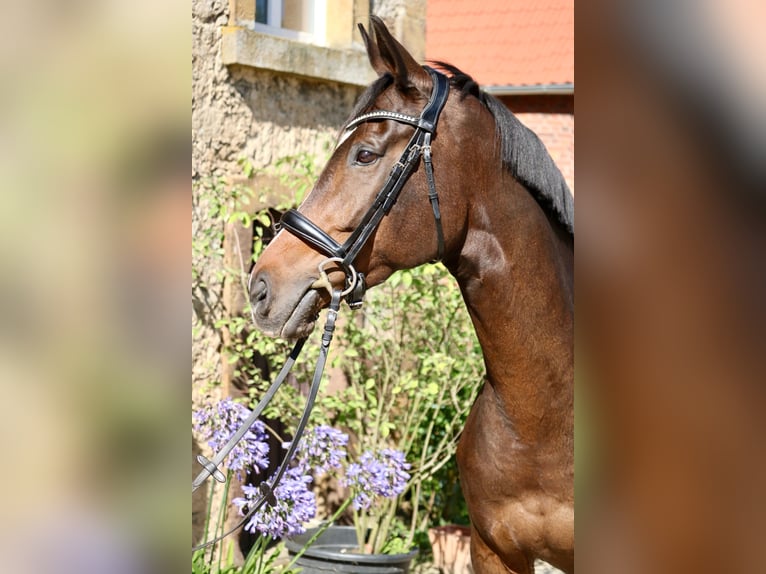 Más caballos de pura sangre Yegua 8 años 164 cm Castaño in Glandorf