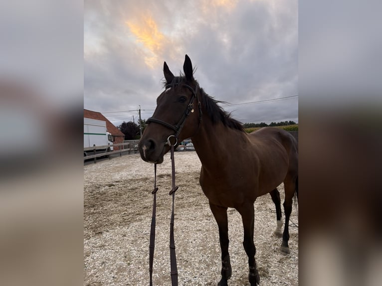 Más caballos de pura sangre Yegua 8 años 164 cm Castaño oscuro in Koolskamp
