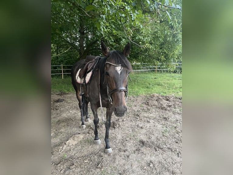 Más caballos de pura sangre Yegua 8 años 165 cm Castaño in Borgholzhausen