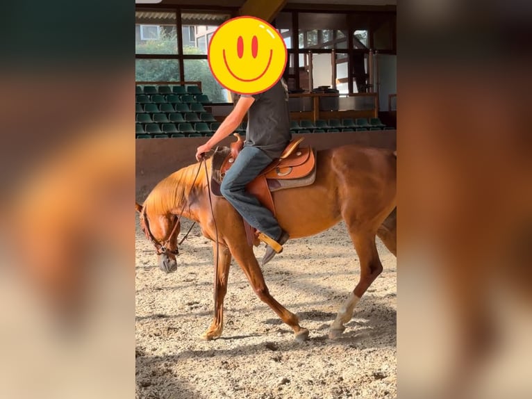 Más caballos de pura sangre Yegua 9 años 157 cm Alazán in Wegberg